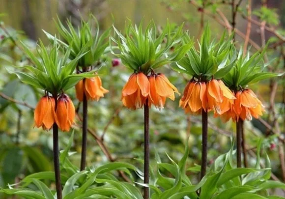 900%EF%BC%BFScreenshot%EF%BC%BF20250313%EF%BC%BF054946%EF%BC%BFSamsung_Internet.jpg?type=w580