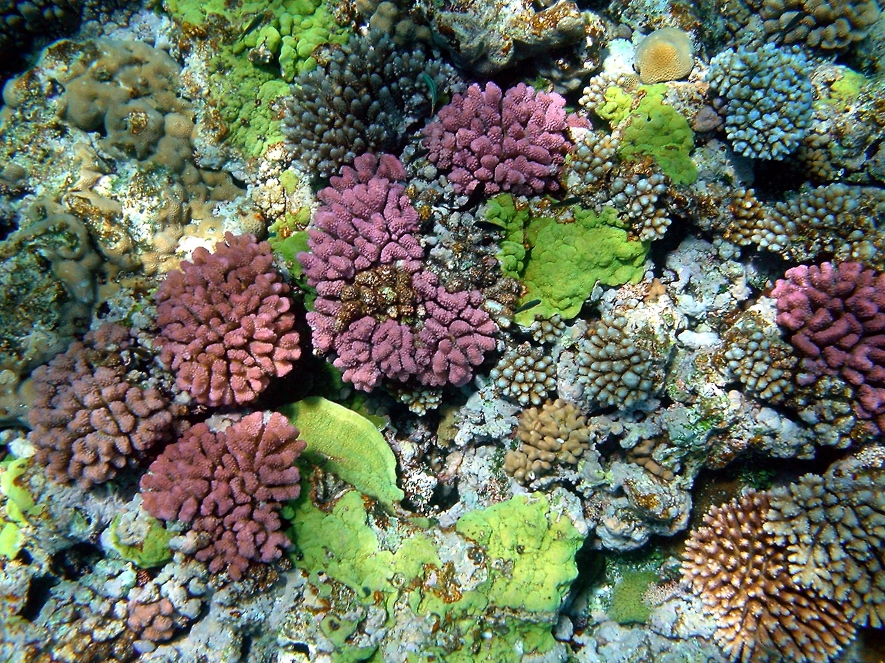 Multy_color_corals.jfif