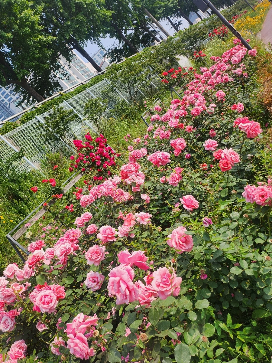 900%EF%BC%BF20250601%EF%BC%BF091003.jpg?type=w1