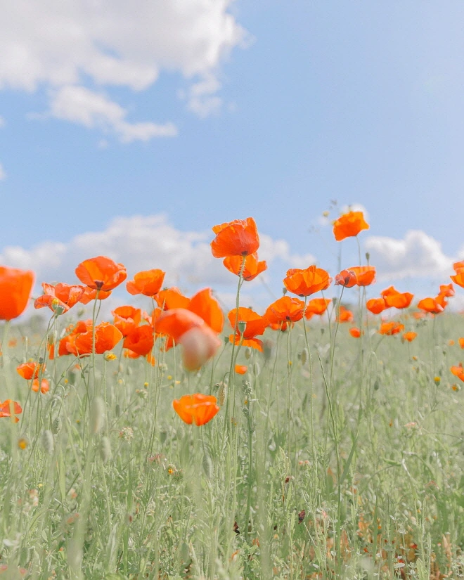 Rothko_Spring,_2018.jpg?type=w1