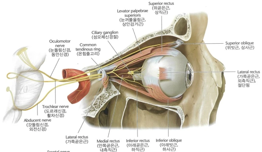 ?src=http%3A%2F%2Fblogfiles.naver.net%2FMjAyNDExMjRfMTY1%2FMDAxNzMyNDM3Nzg5ODUw.6kijFTghuryn52QTjO4_V04Q5fSaDWZGc96Tb-gI3WUg.1lp9Gt-ixu0RNwZ2iEWFvzpuIL-WpPmMC8ExbBK5qzcg.PNG%2Fimage.png&type=sc960_832