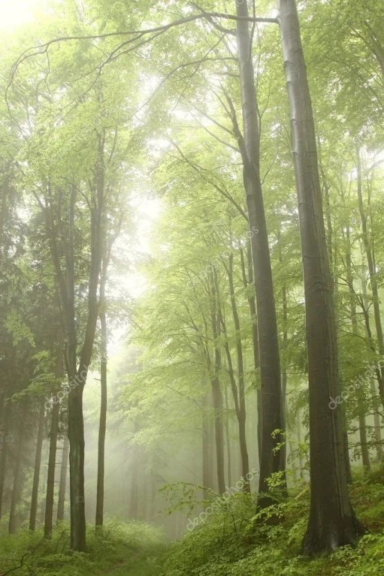 ?src=https%3A%2F%2Fstatic5.depositphotos.com%2F1004866%2F432%2Fi%2F950%2Fdepositphotos_4328498-stock-photo-path-in-misty-spring-forest.jpg&type=sc960_832