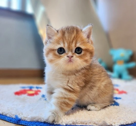 ?src=http%3A%2F%2Fblogfiles.naver.net%2FMjAyNDEwMDNfMTkg%2FMDAxNzI3OTMyMTEzODE4.MPwa7XMMsewcFMNDhFYw0Hig7Hzu-VoX5a1vyRYTqxcg.oFgKC0G1hMjORENNK_szqUzMyWCNbOrATkPUchu-lrQg.JPEG%2F%25B1%25CD%25BF%25A9%25BF%25EE%25B0%25ED%25BE%25E7%25C0%25CC305.jpg&type=sc960_832