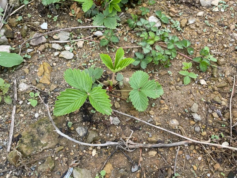 SE-39a8f301-f5d3-4196-9e1c-835d14d5762c.jpg?type=w773