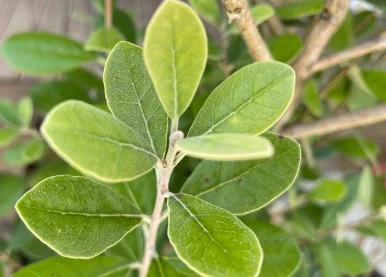 SE-3a9aebcb-79ca-4d9f-9df9-1a6260fff31a.jpg?type=w386