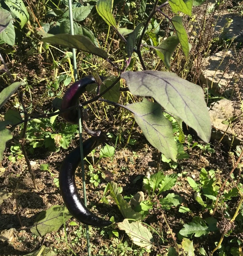 SE-3431ae00-b42b-4b13-bf39-5b227307a2c8.jpg?type=w773