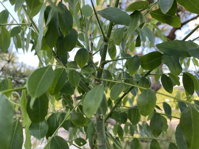 IMG_7452.JPG?type=w773