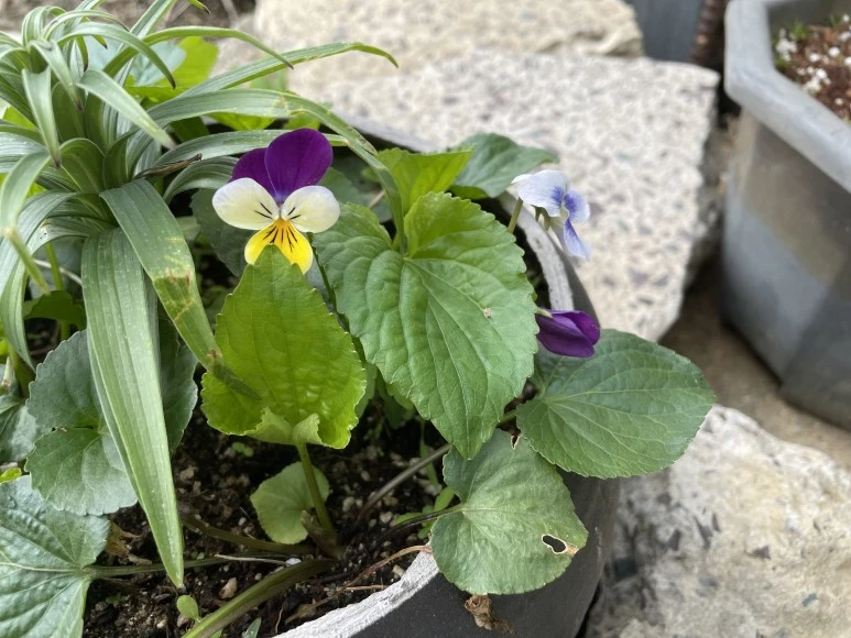 IMG_7318.JPG?type=w773