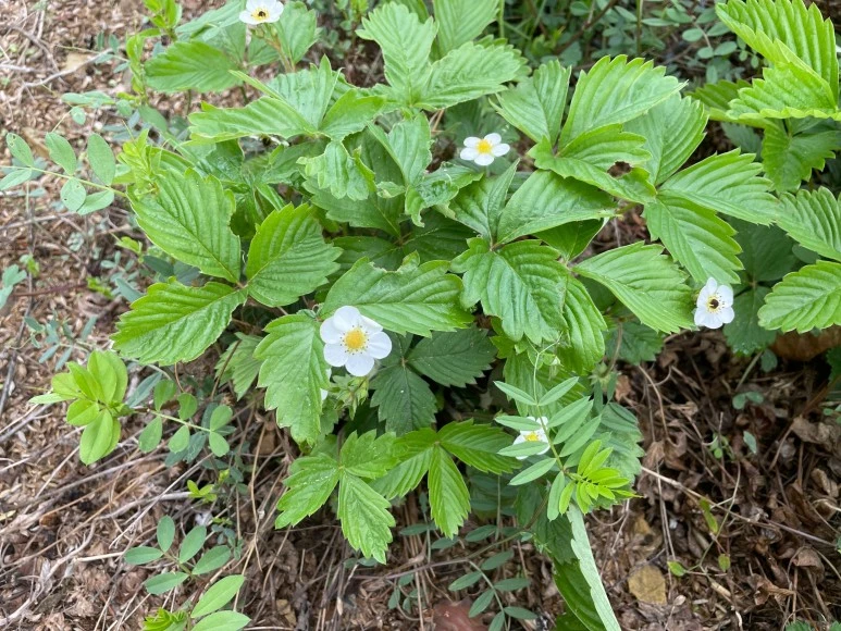 SE-0461d4da-8156-4560-9b83-26b72e56d819.jpg?type=w773