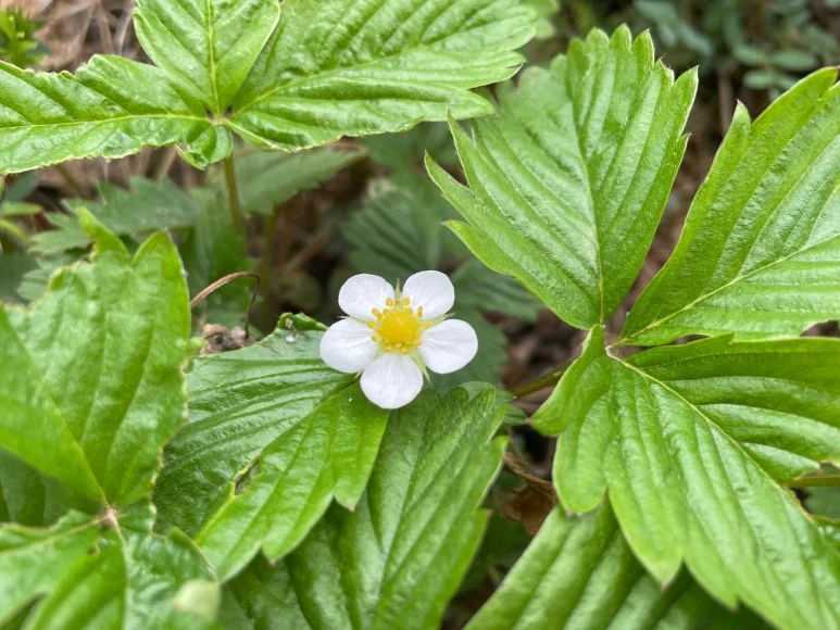 SE-6d3d81e0-bfeb-45fc-8160-cd52bea6986c.jpg?type=w773