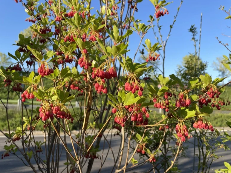 IMG_7433.JPG?type=w773