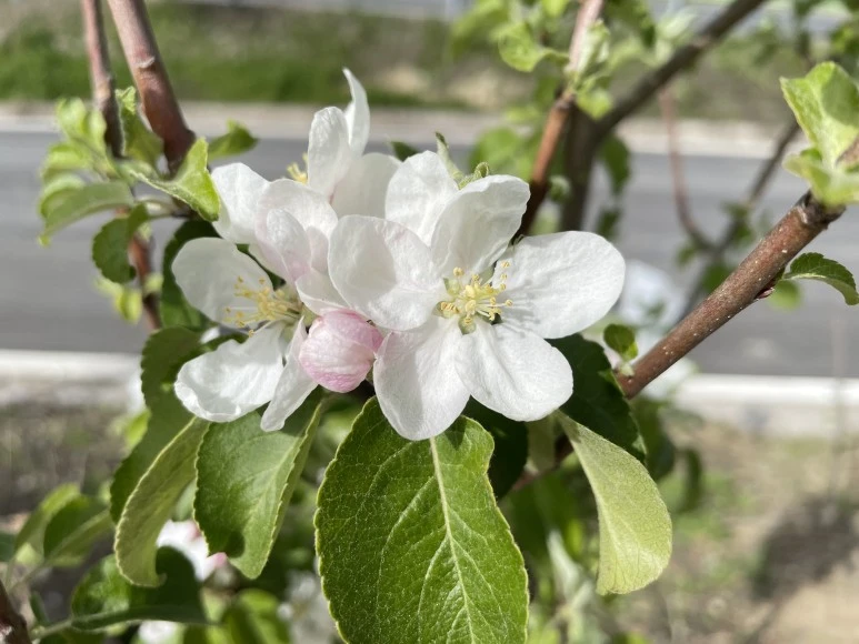 IMG_7309.JPG?type=w773