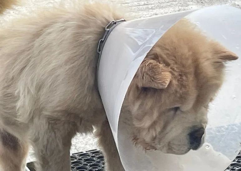 SE-216f049e-fd6c-4820-95ff-4e8066be2b0f.jpg?type=w773