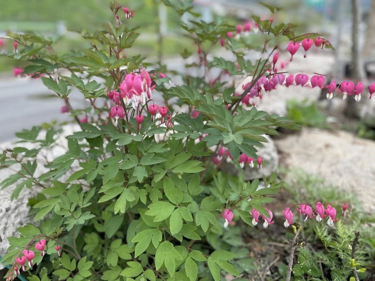 IMG_E7333.JPG?type=w773