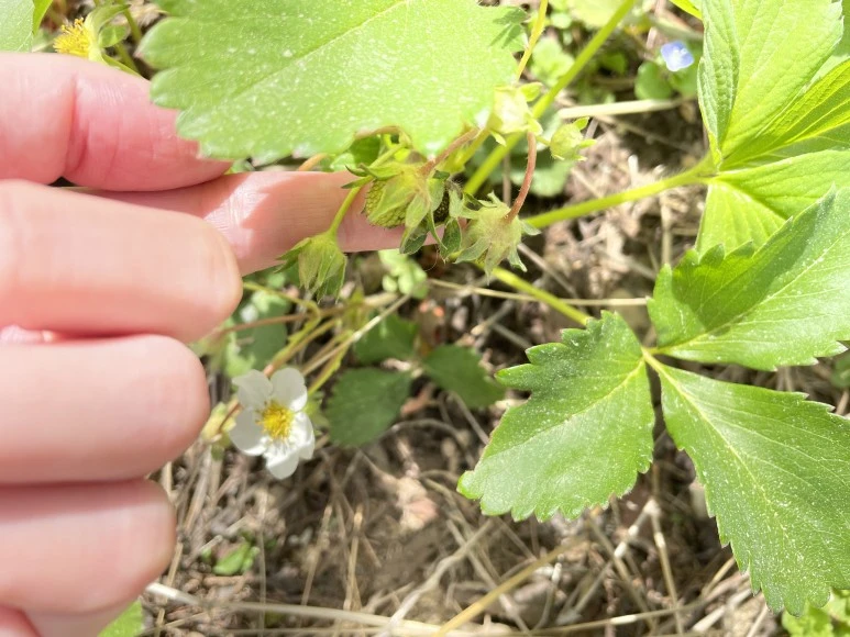 IMG_7364.JPG?type=w773