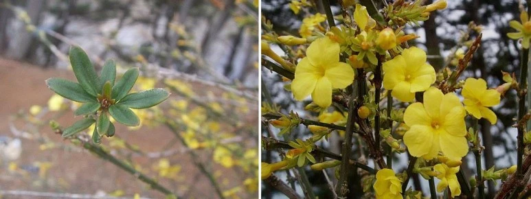 %EC%98%81%EC%B6%98%ED%99%94-%EC%9E%8E-%EA%BD%83.jpg?type=w773