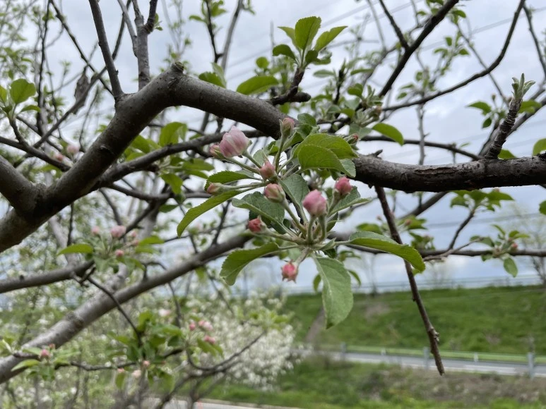 IMG_7346.JPG?type=w773