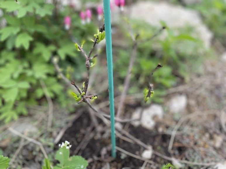 IMG_E7335.JPG?type=w773