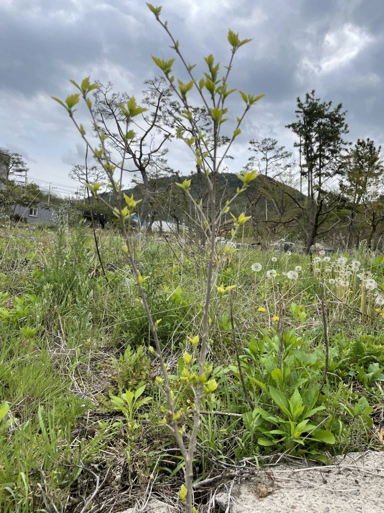 IMG_7349.JPG?type=w773