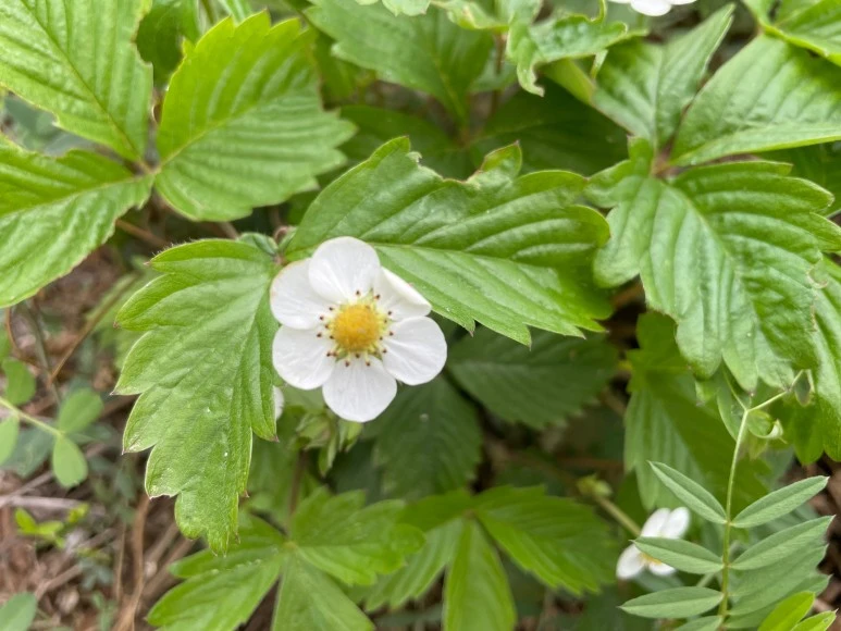 SE-f4c04b53-9871-49e3-95d8-c8b3a531dc69.jpg?type=w773