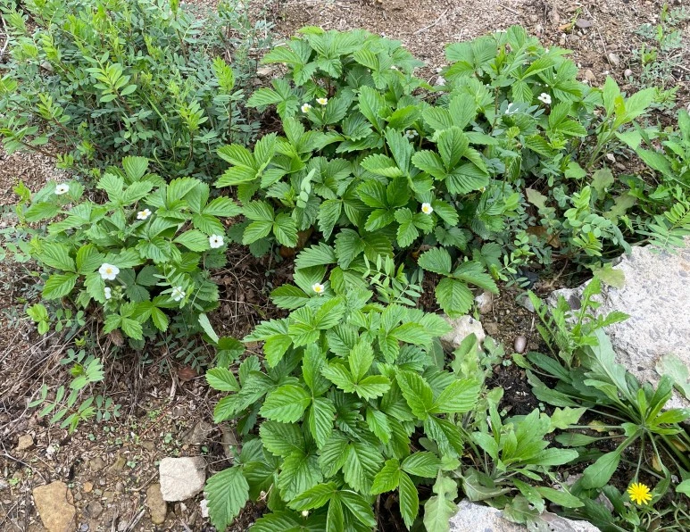 SE-8ab0a4c0-7f59-427c-ba66-8a3486606544.jpg?type=w773