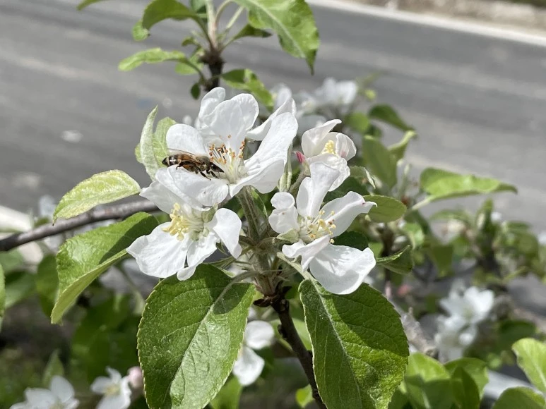 IMG_7362.JPG?type=w773