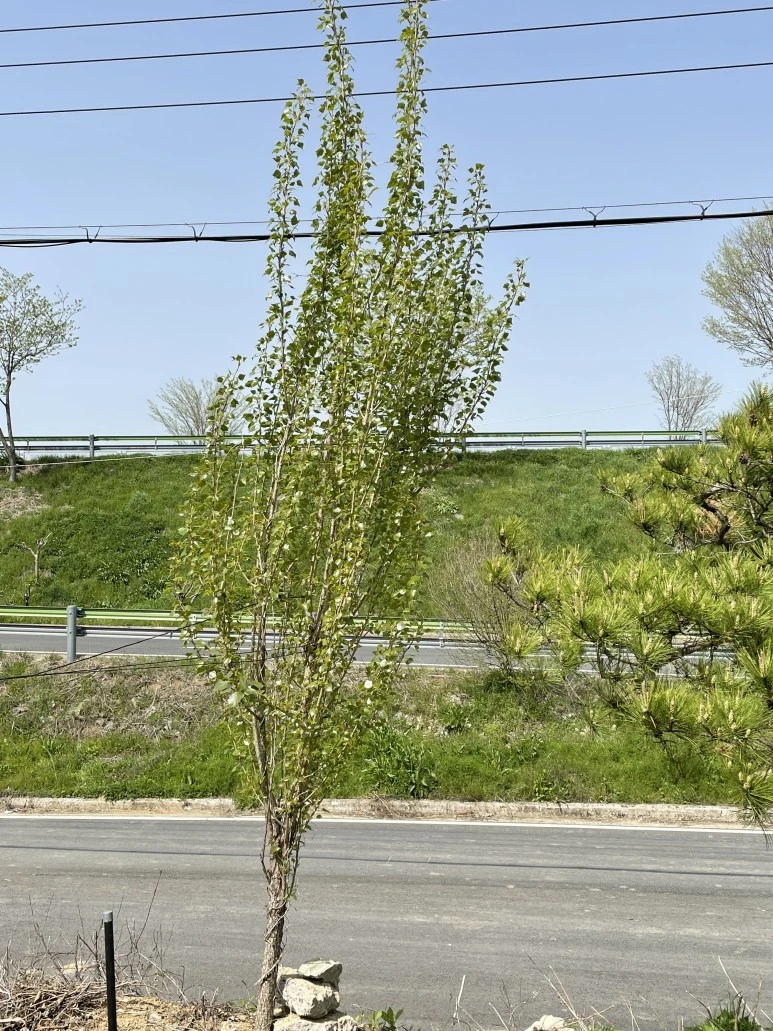 IMG_7369.JPG?type=w773