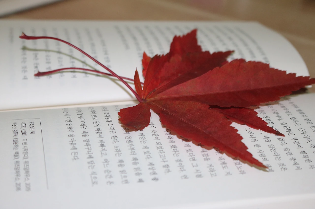 주워온 나뭇잎은 한 페이지의 추억을 들어낸다.JPG