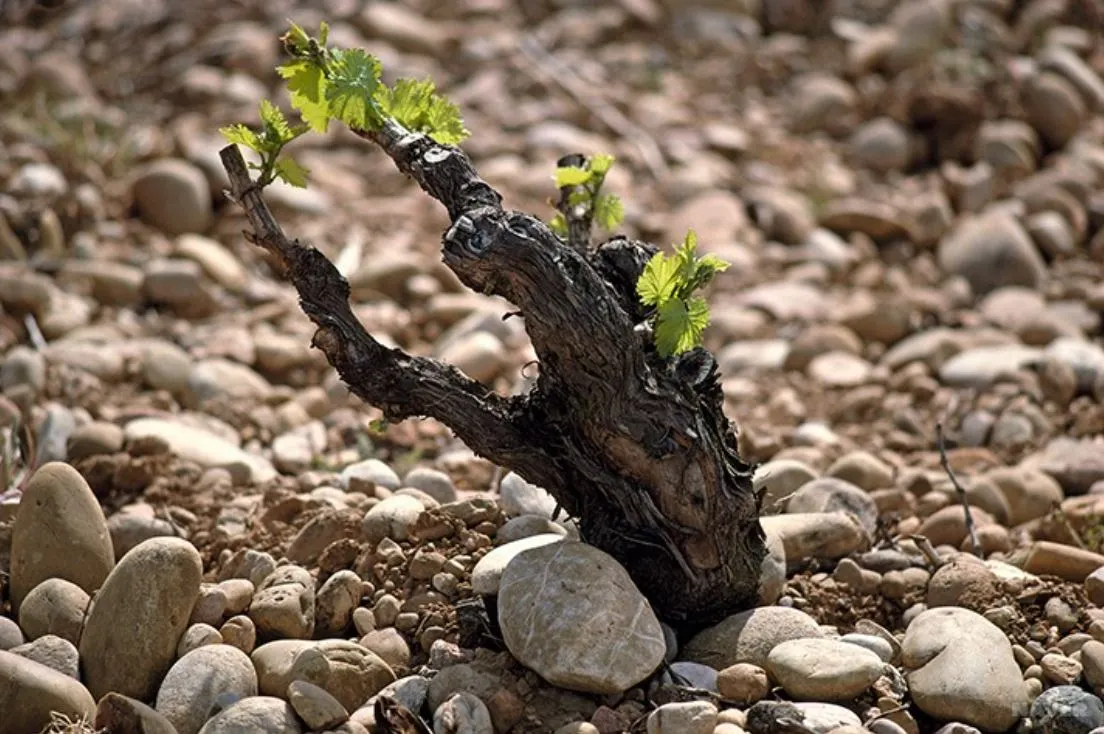 샤토 네프 뒤 파프 포도.JPG