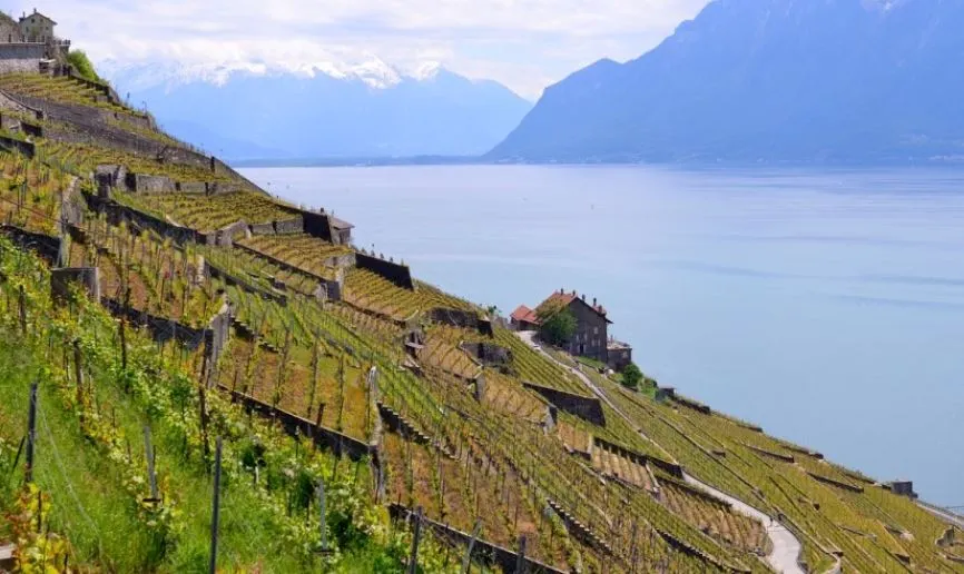 라보 포도밭.JPG