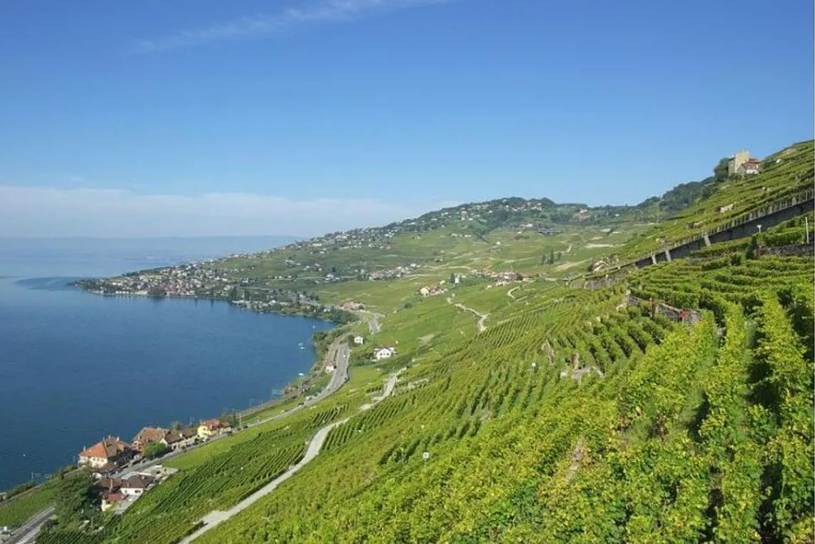 라보 포도밭1.JPG