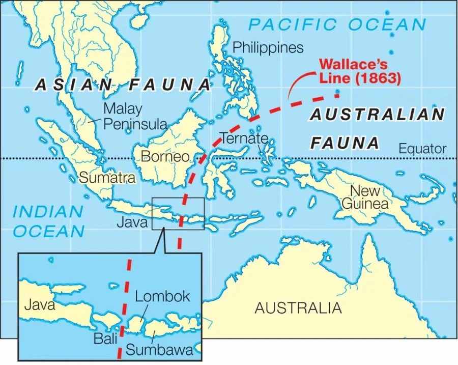 wallaceline.jpg?type=w1200