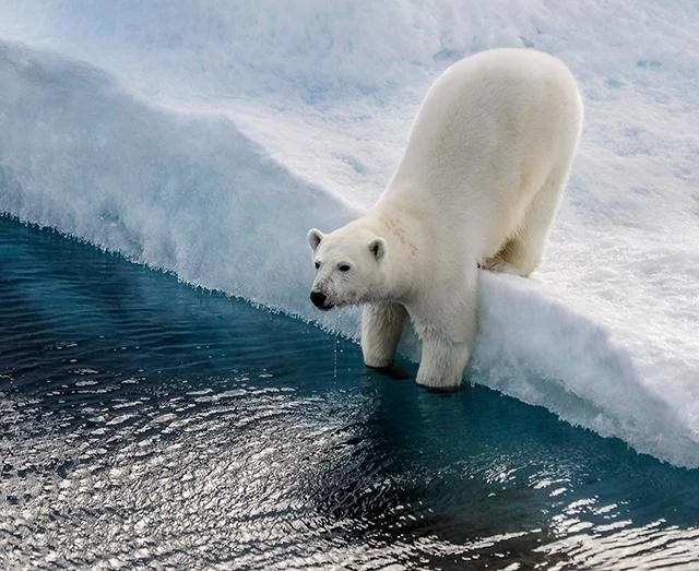 20140813_PolarBear_3225Fv2_640Wv3.jpg?type=w1200