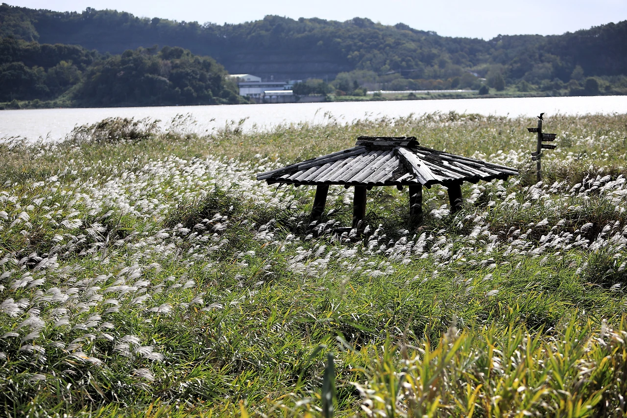 04_서천 신성리 갈대밭.JPG