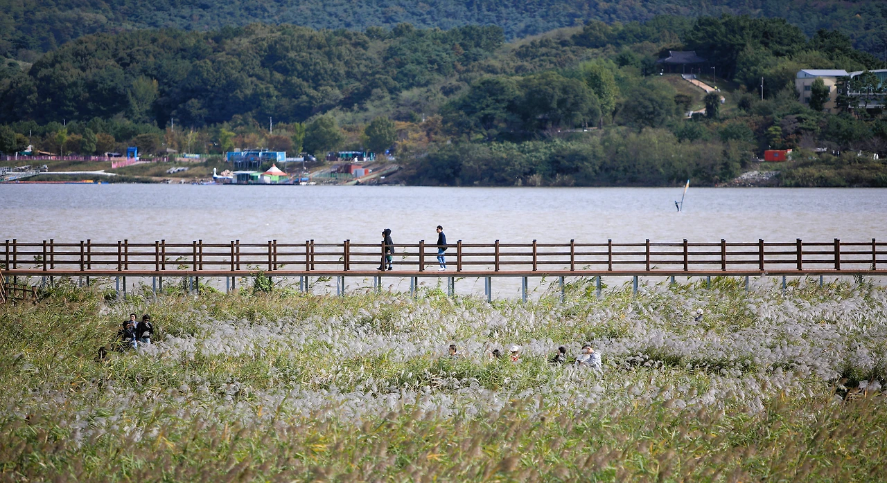 06_음악이 흐르는 듯한 갈대밭 풍경.JPG