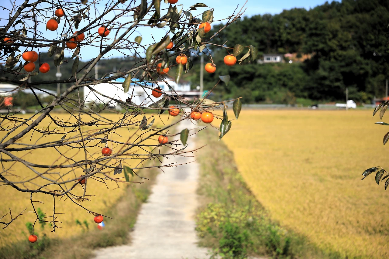 03_주인 없는 감나무.JPG