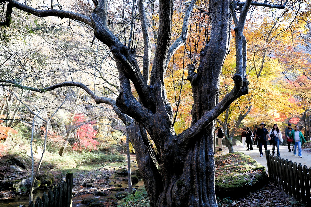 강천 산모과나무.JPG