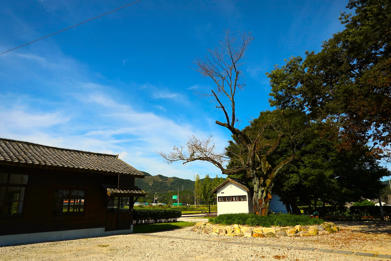 서도역과 팽나무.JPG