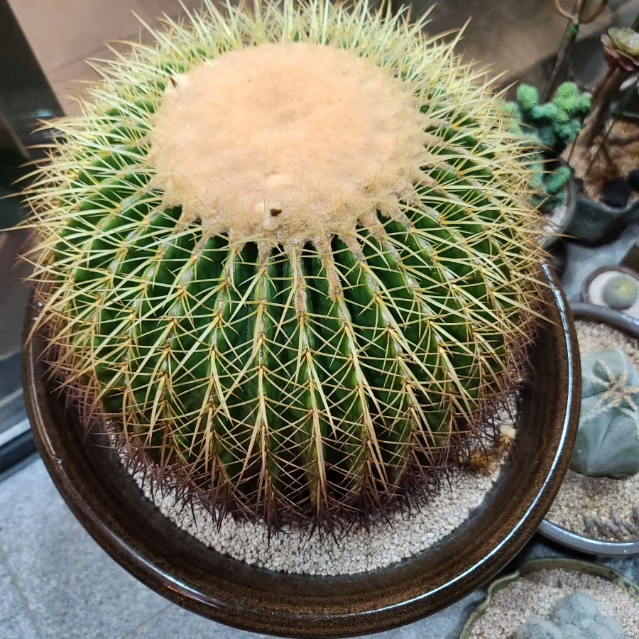 IMG%EF%BC%BF20230909%EF%BC%BF211701%EF%BC%BF090.jpg?type=w966