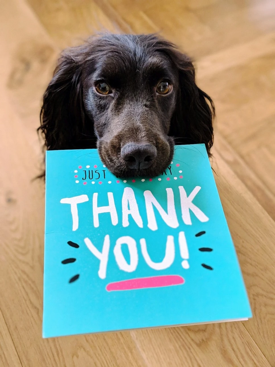 SE-a7cc3caf-4189-4590-ba52-241aefe50767.jpg?type=w966