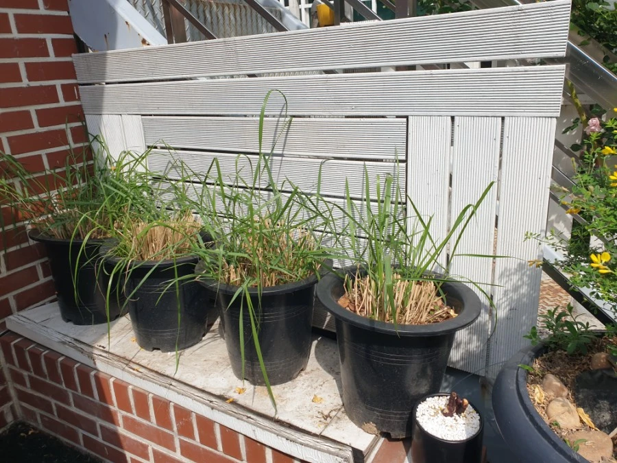 20190530_094756.jpg?type=w1