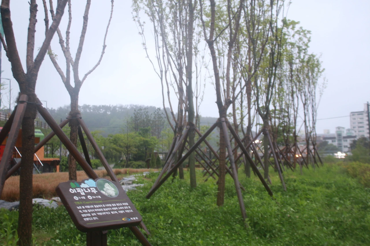 치유의숲005.JPG
