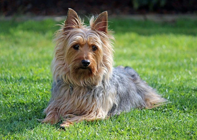 %EC%98%A4%EC%8A%A4%ED%8A%B8%EB%A0%88%EC%9D%BC%EB%A6%AC%EC%95%88_%EC%8B%A4%ED%82%A4_%ED%85%8C%EB%A6%AC%EC%96%B4.jpg?type=w773