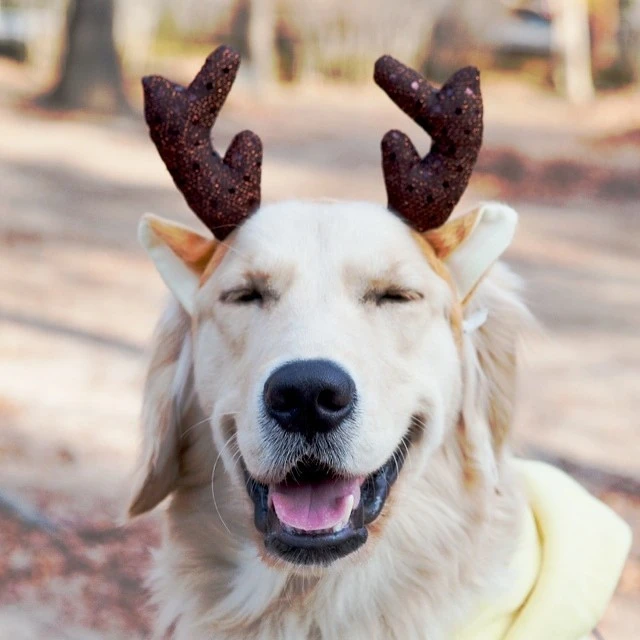 %EA%B3%A8%EB%93%A0_%EB%A6%AC%ED%8A%B8%EB%A6%AC%EB%B2%843.jpg?type=w1