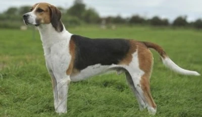 %EC%9E%89%EA%B8%80%EB%A6%AC%EC%8B%9C_%ED%8F%AD%EC%8A%A4%ED%95%98%EC%9A%B4%EB%93%9C.jpg?type=w1