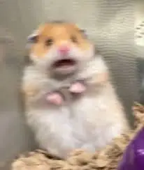 images?q=tbn:ANd9GcQpMbBVqO_-Mccb2iDKPjcAfL2_V1YexjyQcaInPWTxfw&s