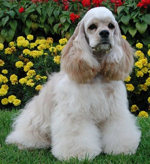 %EC%95%84%EB%A9%94%EB%A6%AC%EC%B9%B8_%EC%BD%94%EC%BB%A4_%EC%8A%A4%ED%8C%A8%EB%8B%88%EC%96%BC.jpg?type=w1