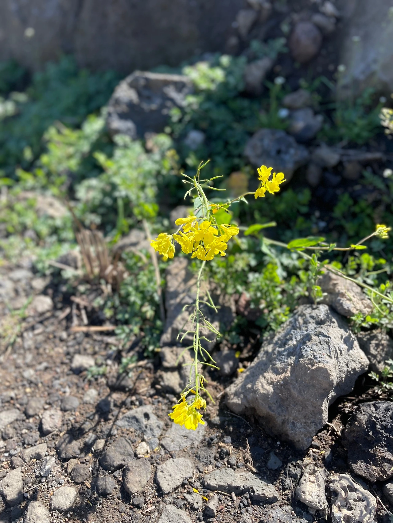 KakaoTalk_Photo_2023-04-04-11-35-34 006.jpeg