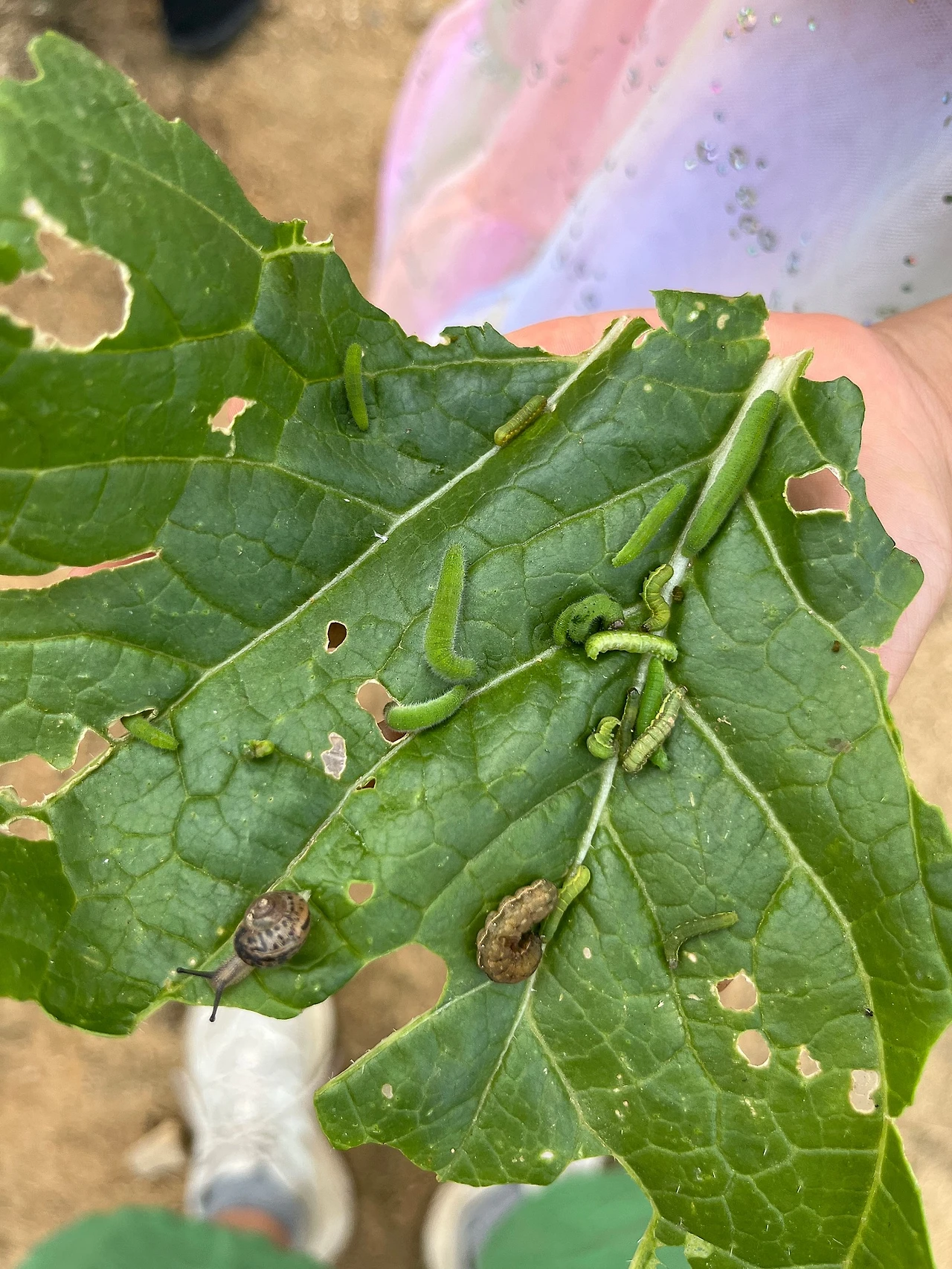 배추벌레.jpeg