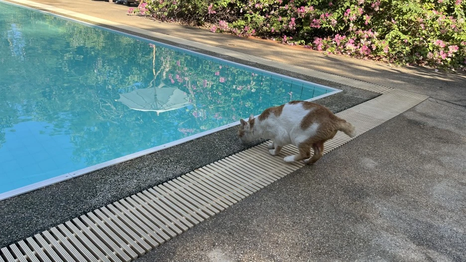 IMG_6493.JPG?type=w1